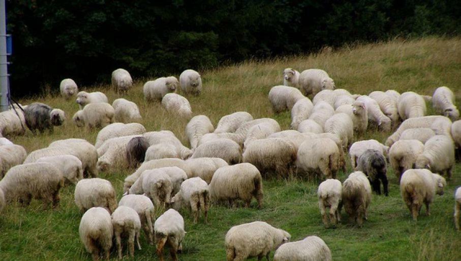 Zakopane - Harenda 13E Leilighet Eksteriør bilde